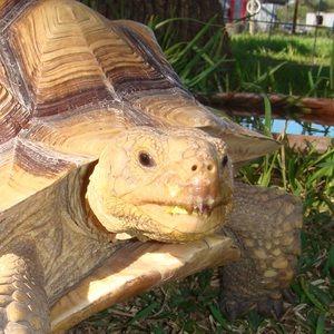 Meet your Posher, Doreen